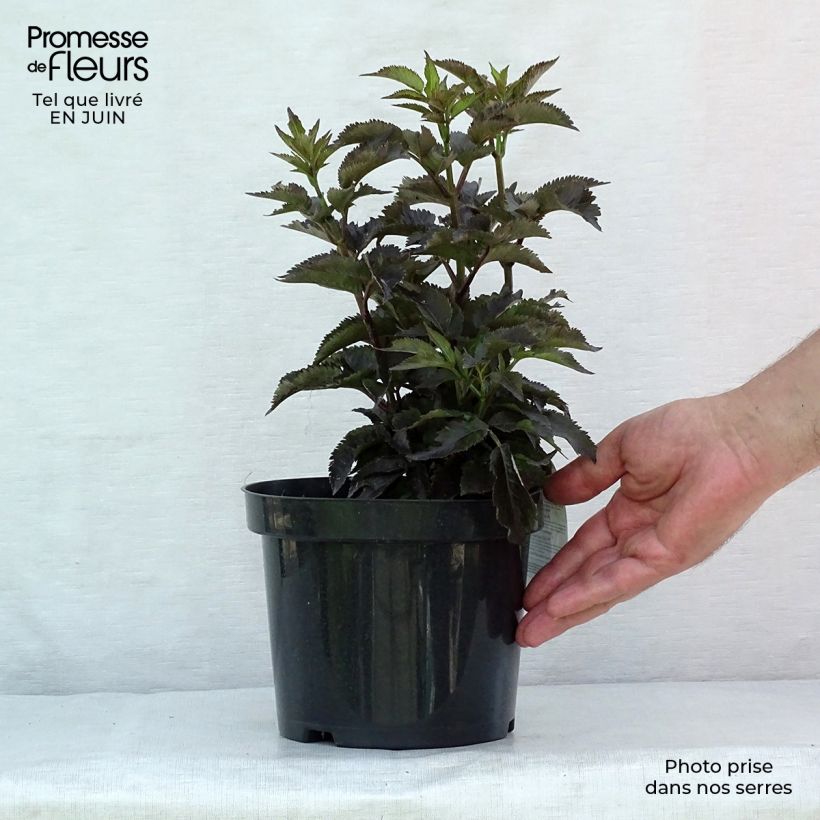 Amostra de Sambucus nigra Black Tower - Sabugueiro Vaso de 3 L/4 L tal como entregue no verão