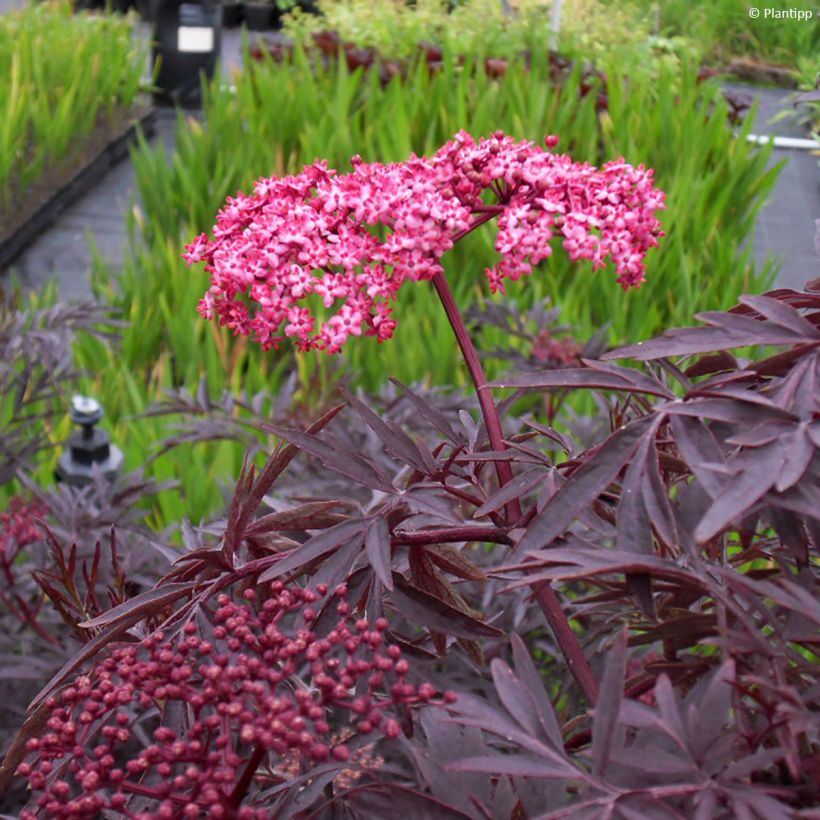 Sambucus nigra Cherry Lace (Folhagem)