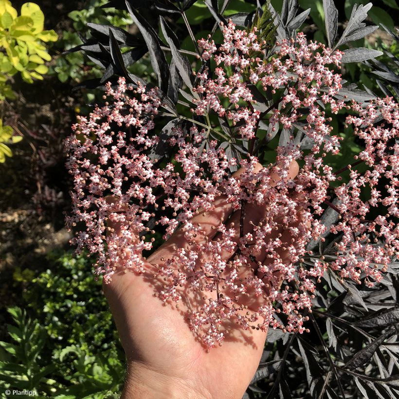 Sambucus nigra Cherry Lace (Floração)