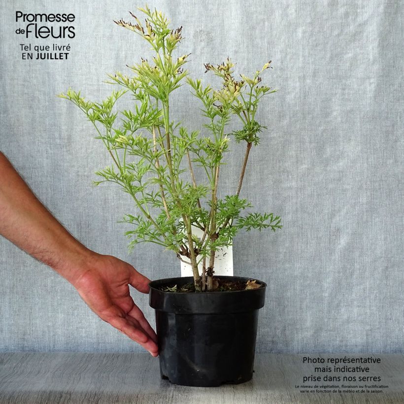Amostra de Sambucus nigra Golden Tower Vaso de 3 L/4 L tal como entregue no verão