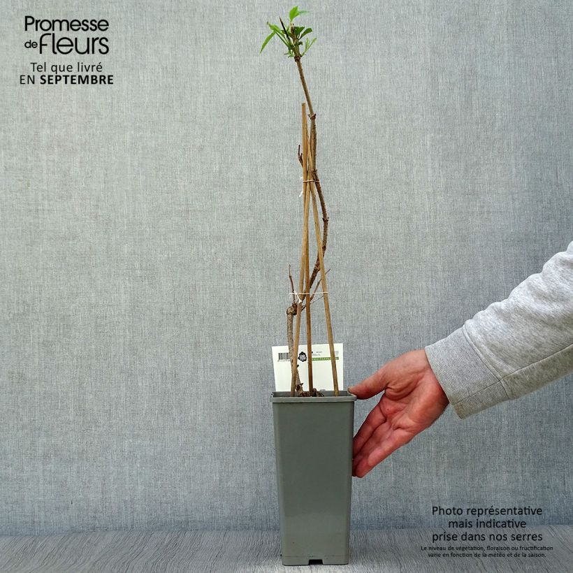 Amostra de Sabugueiro Haschberg - Sambucus nigra Vaso de 1,5 L/2 L, Arbusto tal como entregue no outono