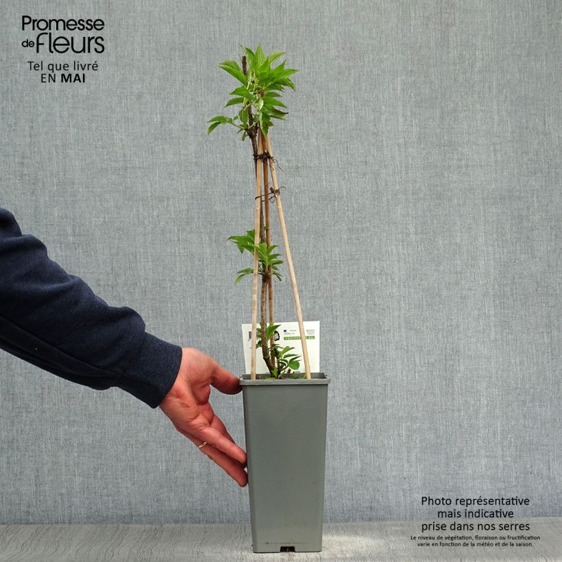 Amostra de Sabugueiro Haschberg - Sambucus nigra Vaso de 1,5 L/2 L, Arbusto tal como entregue na primavera