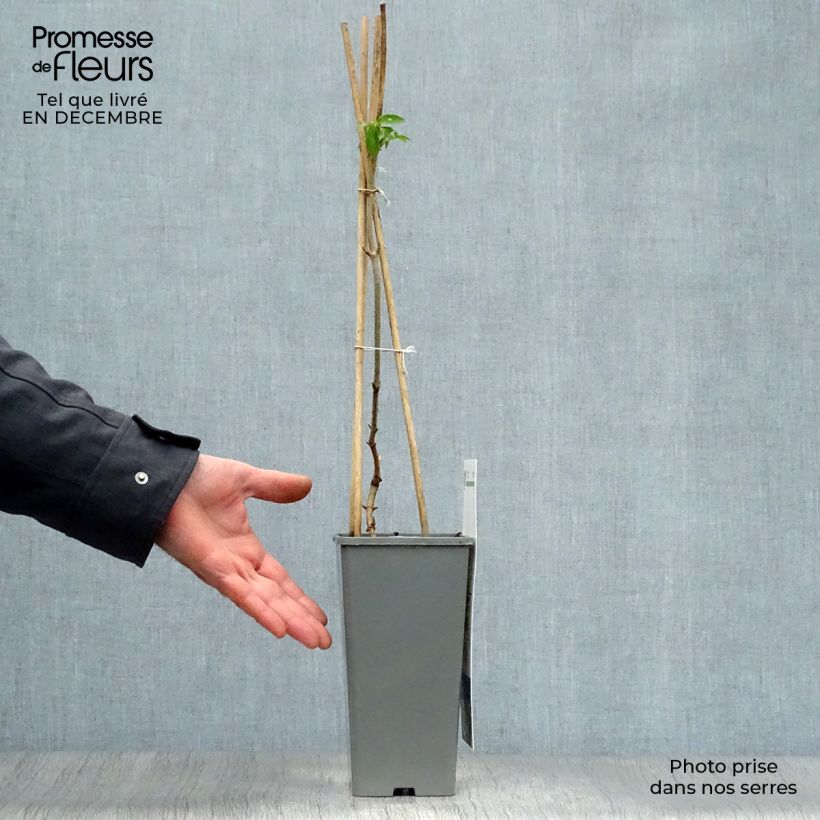 Amostra de Sureau noir - Sambucus nigra Haschberg Vaso de 1,5 L/2 L, Arbusto tal como entregue no inverno