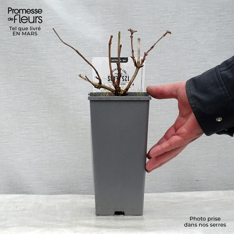 Amostra de Sabugueiro Korsor - Sambucus nigra Vaso de 1,5 L/2 L, Arbusto tal como entregue na primavera