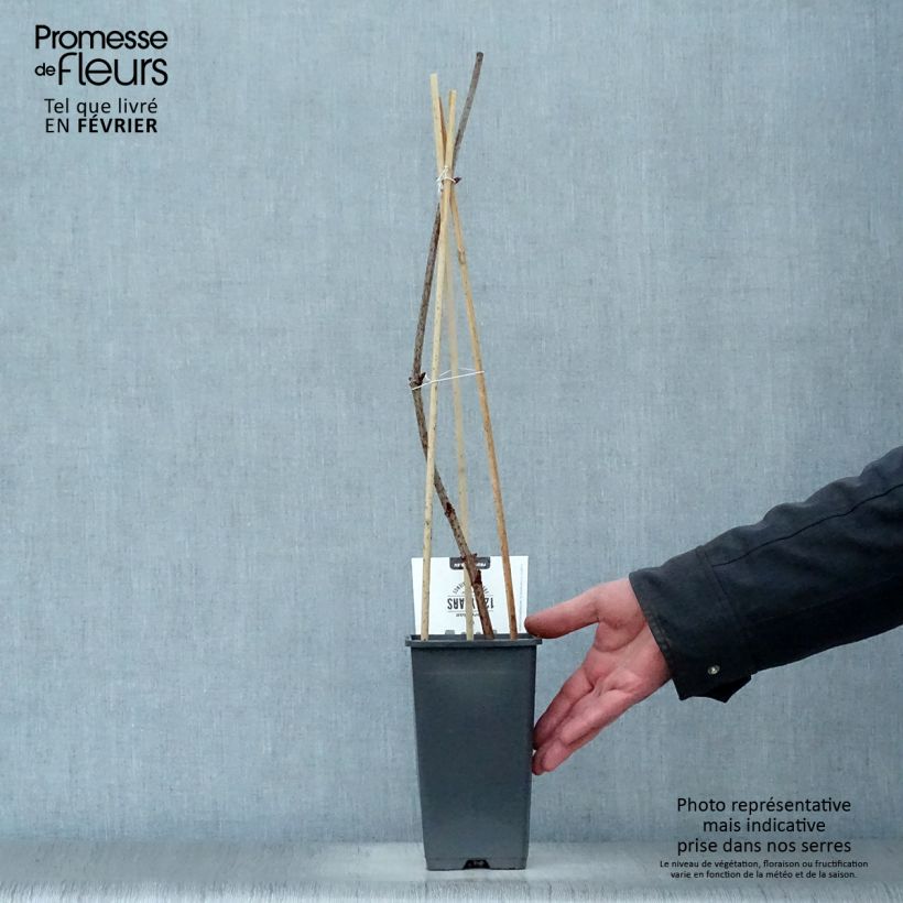 Amostra de Sureau noir - Sambucus nigra Korsor Vaso de 1,5 L/2 L, Arbusto tal como entregue no inverno