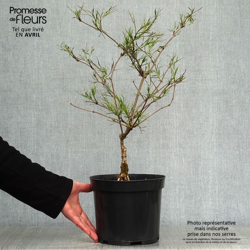 Amostra de Sambucus nigra Linearis Vaso de 3 L/4 L tal como entregue na primavera