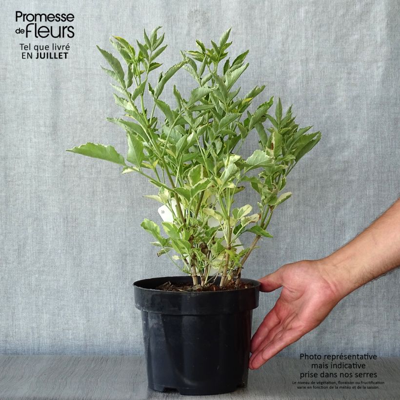 Amostra de Sambucus nigra Madonna Vaso de 3 L/4 L tal como entregue no verão