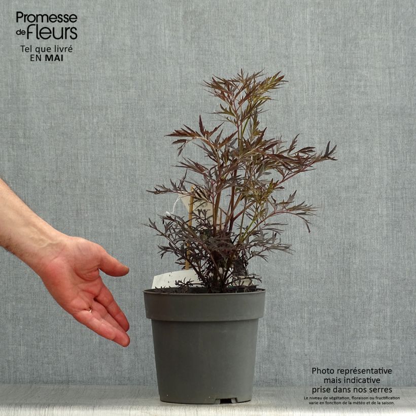 Amostra de Sambucus nigra Straight Laced Vaso de 3 L/4 L tal como entregue na primavera