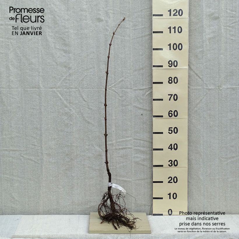 Amostra de Sambucus nigra - Sabugueiro Raízes nuas tal como entregue no inverno