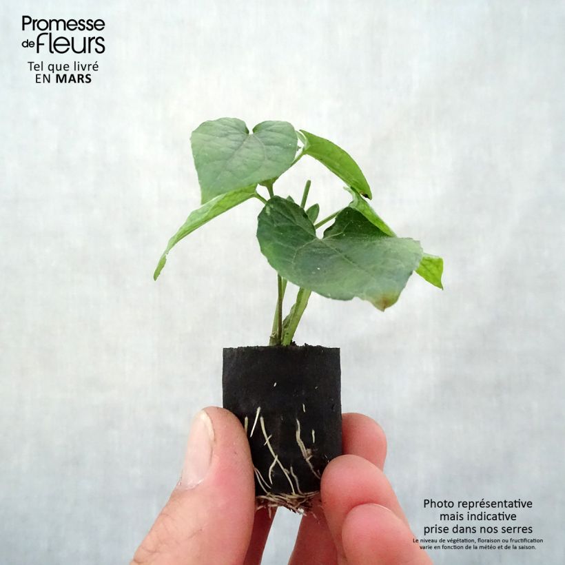 Amostra de Suzanne-aux-yeux-noirs - Thunbergia alata Sunny Suzy Brownie Mini-motte Ø 3/4 cm tal como entregue na primavera