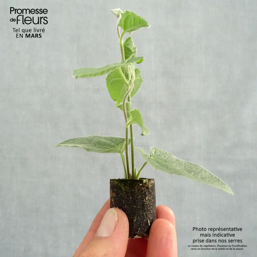 Amostra de Suzanne-aux-yeux-noirs - Thunbergia alata Sunny Suzy Rose Sensation Mini-motte Ø 3/4 cm tal como entregue na primavera