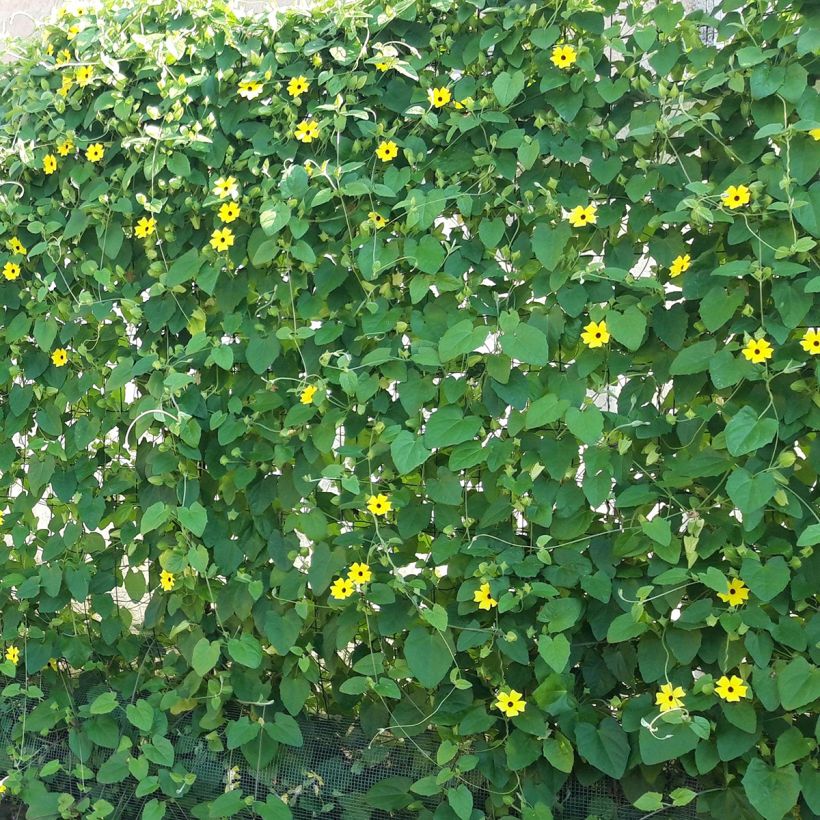 Thunbergia alata - Susana-dos-olhos-negros (Hábito)