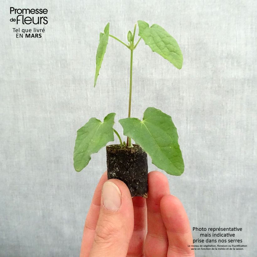 Amostra de Suzanne jaune aux yeux noirs - Thunbergia alata Mini-motte Ø 3/4 cm tal como entregue na primavera