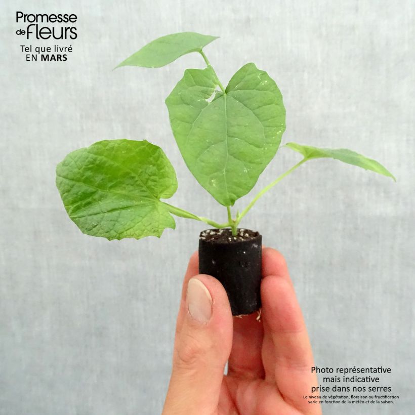 Amostra de Suzanne orange aux yeux noirs - Thunbergia alata Mini-torrão Ø 3/4 cm tal como entregue na primavera