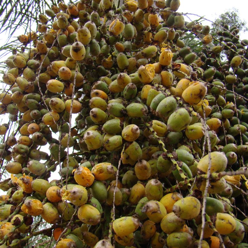 Syagrus romanzoffiana (Colheita)