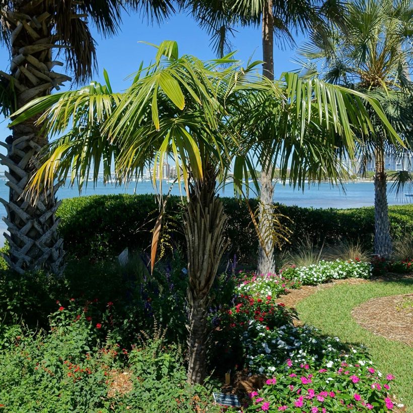 Syagrus schizophylla (Hábito)