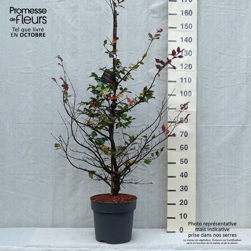 Amostra de Sycoparrotia semidecidua Purple Haze Vaso de 12 L/15 L tal como entregue no outono