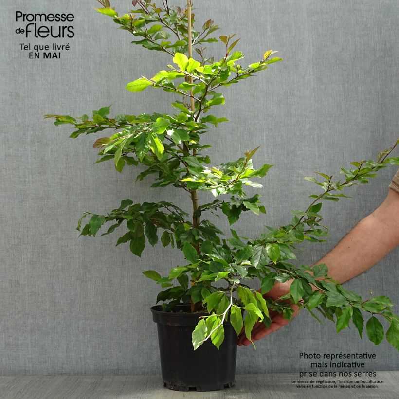 Amostra de Sycoparrotia semidecidua Purple Haze Vaso de 3 L/4 L tal como entregue na primavera