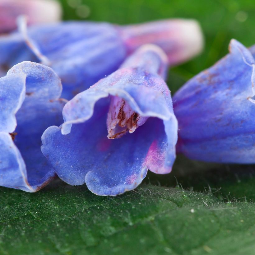 Symphytum asperum × officinale Bocking 14 (Floração)