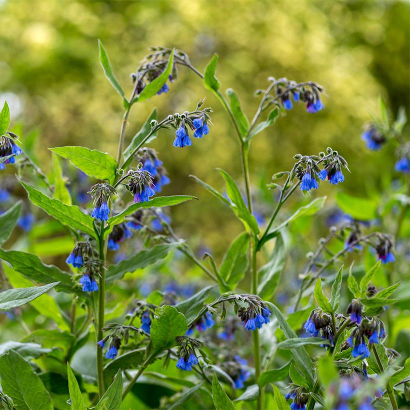 Symphytum asperum × officinale Bocking 14 (Hábito)