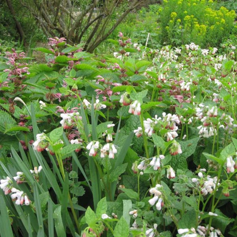 Symphytum grandiflorum Hidcote Pink (Hábito)