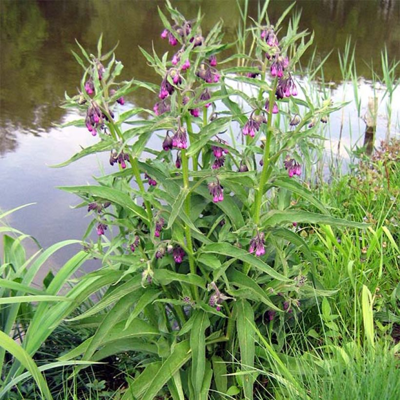 Symphytum officinale - Consolda-russa (Hábito)