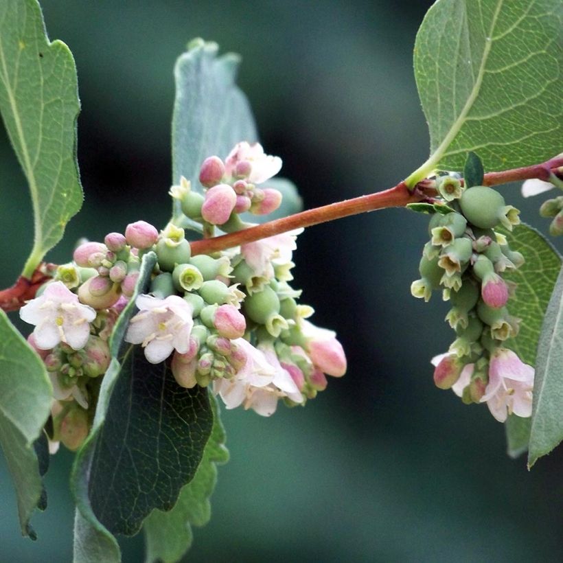 Symphoricarpos albus - Uva-de-neve (Floração)