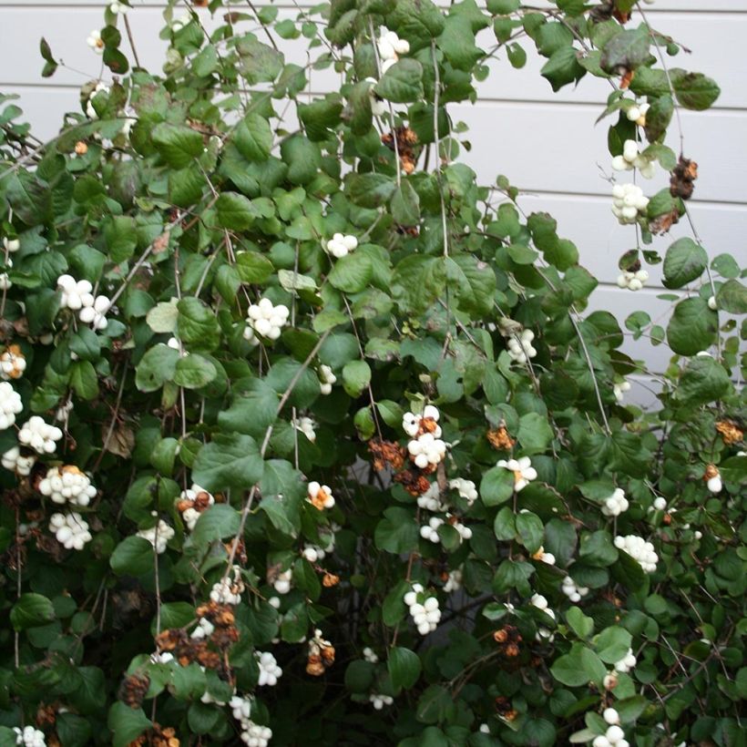 Symphoricarpos albus - Uva-de-neve (Hábito)