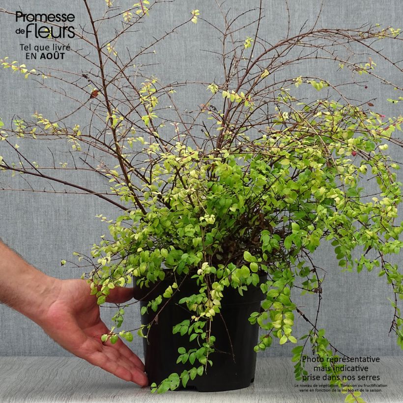 Amostra de Symphoricarpos chenaultii Brain de Soleil Vaso de 3 L/4 L tal como entregue no verão
