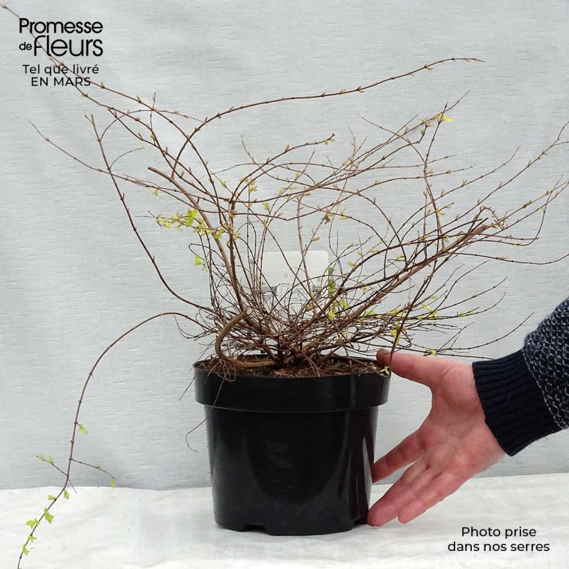 Amostra de Symphoricarpos chenaulti  Brain de Soleil - Symphorine Vaso de 3 L/4 L tal como entregue no inverno