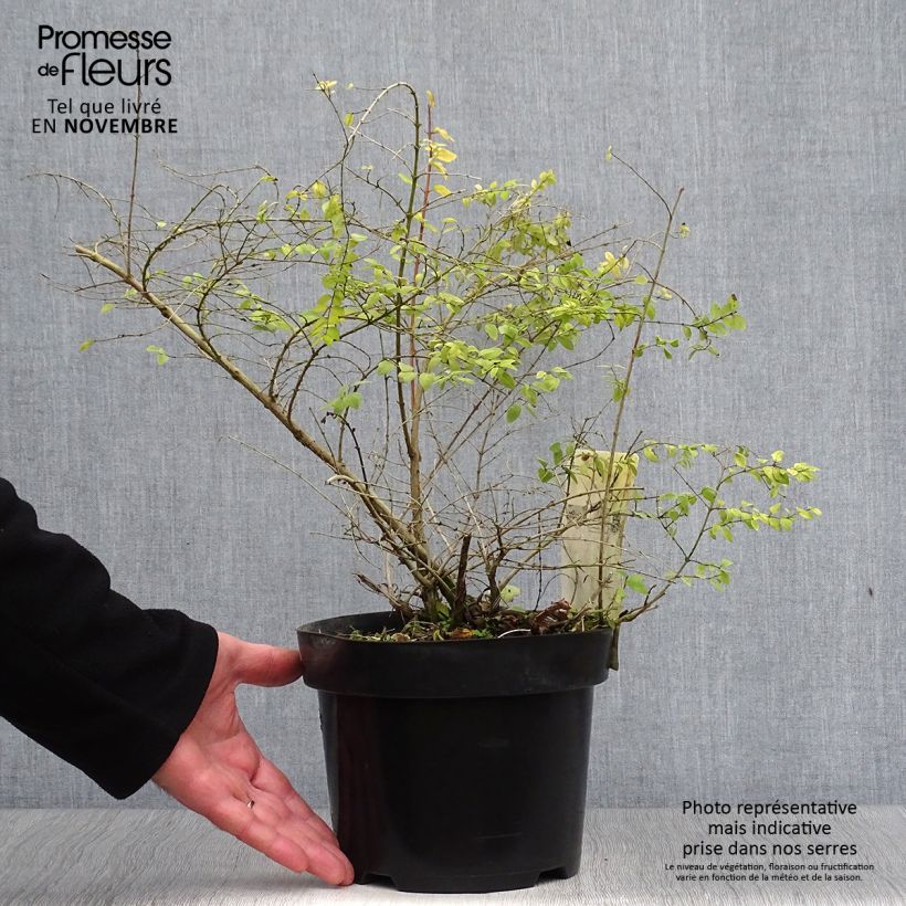 Amostra de Symphoricarpos chenaultii Brain de Soleil Vaso de 3 L/4 L tal como entregue no outono