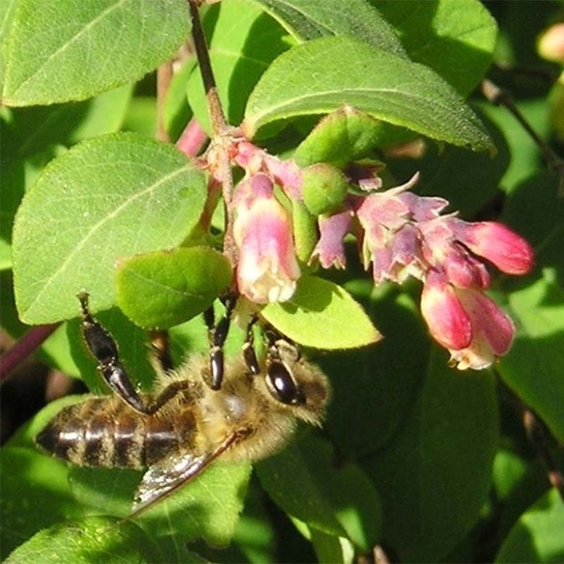 Symphoricarpos chenaultii (Floração)