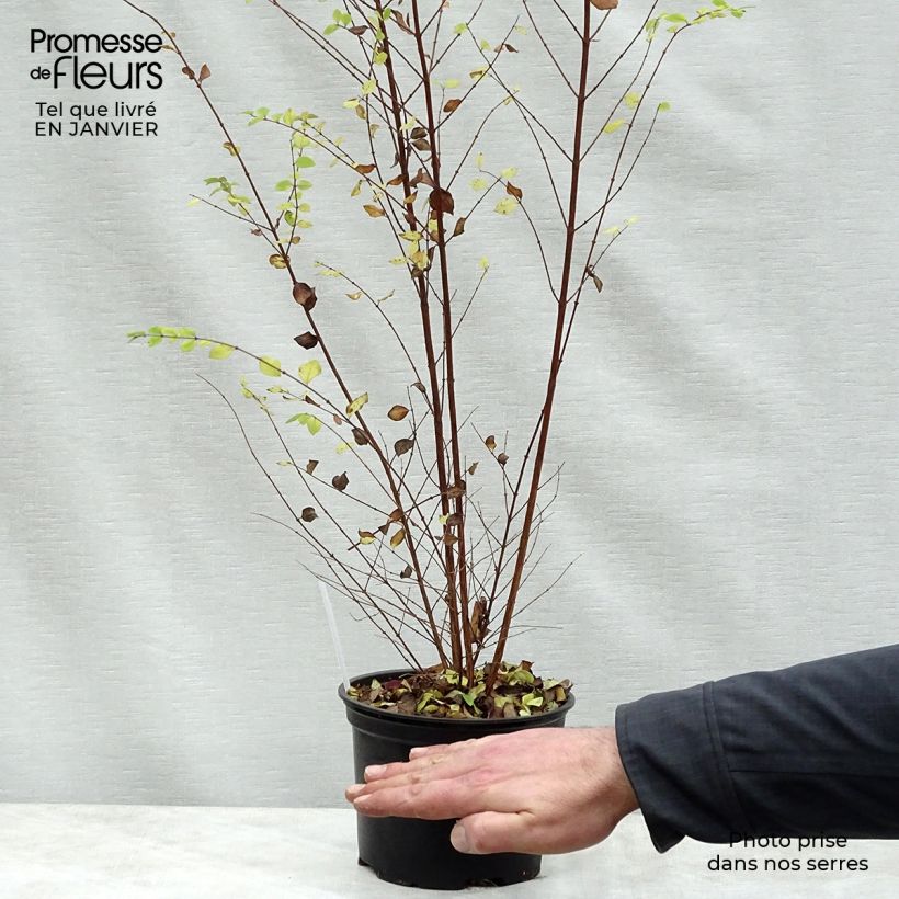 Amostra de Symphoricarpos chenaultii - Symphorine de Chenault Vaso de 2 L/3 L tal como entregue no inverno