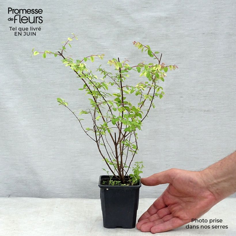 Amostra de Symphoricarpos chenaultii Hancock Vaso de 8/9 cm tal como entregue no verão