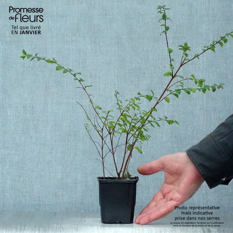 Amostra de Symphoricarpos chenaultii Hancock - Symphorine de Chenault Vaso de 8/9 cm tal como entregue no inverno