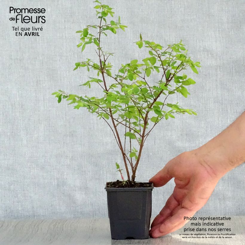 Amostra de Symphoricarpos chenaultii Hancock Vaso de 8/9 cm tal como entregue na primavera