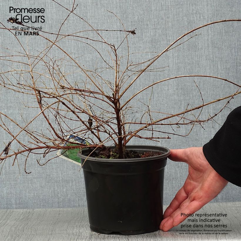 Amostra de Symphoricarpos chenaultii Hancock - Symphorine de Chenault Vaso de 2 L/3 L tal como entregue no inverno