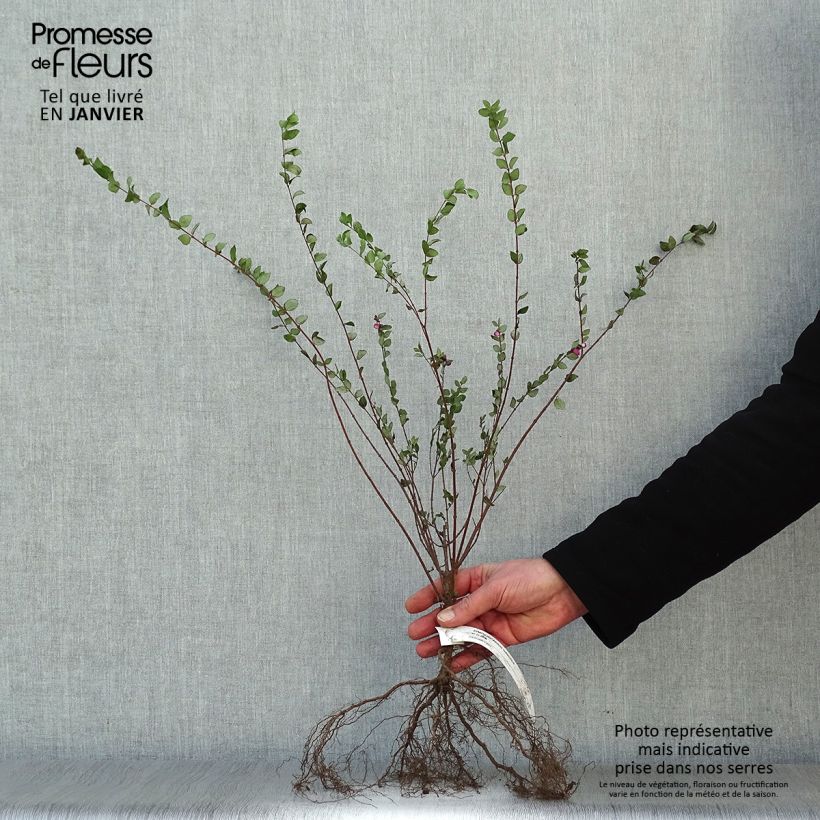 Amostra de Symphoricarpos chenaultii Hancock - Symphorine de Chenault Raízes nuas tal como entregue no inverno