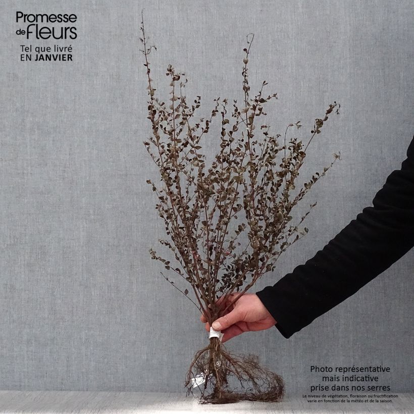 Amostra de Symphoricarpos chenaultii - Symphorine de Chenault Raízes nuas tal como entregue no inverno