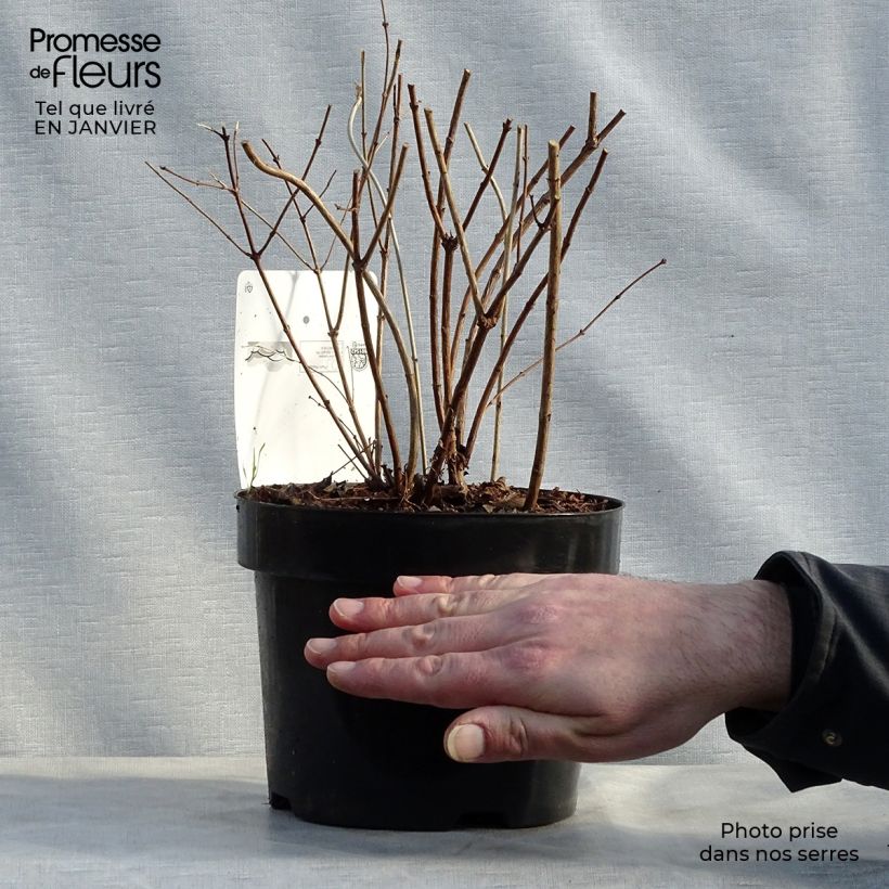 Amostra de Symphoricarpos doorenbosii Amethyst Vaso de 2 L/3 L tal como entregue no inverno