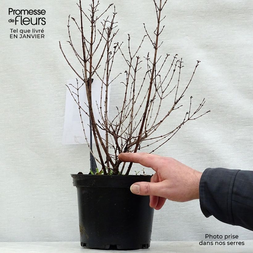 Amostra de Symphorine, Symphoricarpos doorenbosii  Magical Candy Vaso de 2 L/3 L tal como entregue no inverno