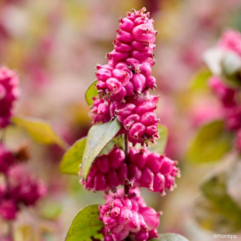 Symphoricarpos Little Berry - Baga-coral (Colheita)