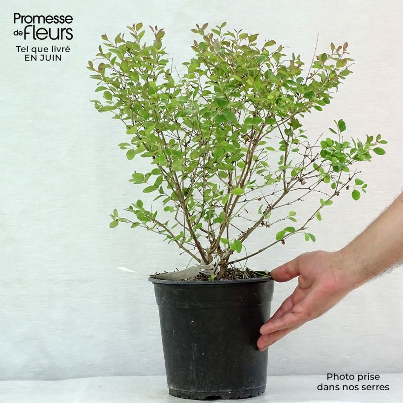Amostra de Symphoricarpos doorenbosii Magical Galaxy Vaso de 3 L/4 L tal como entregue no verão