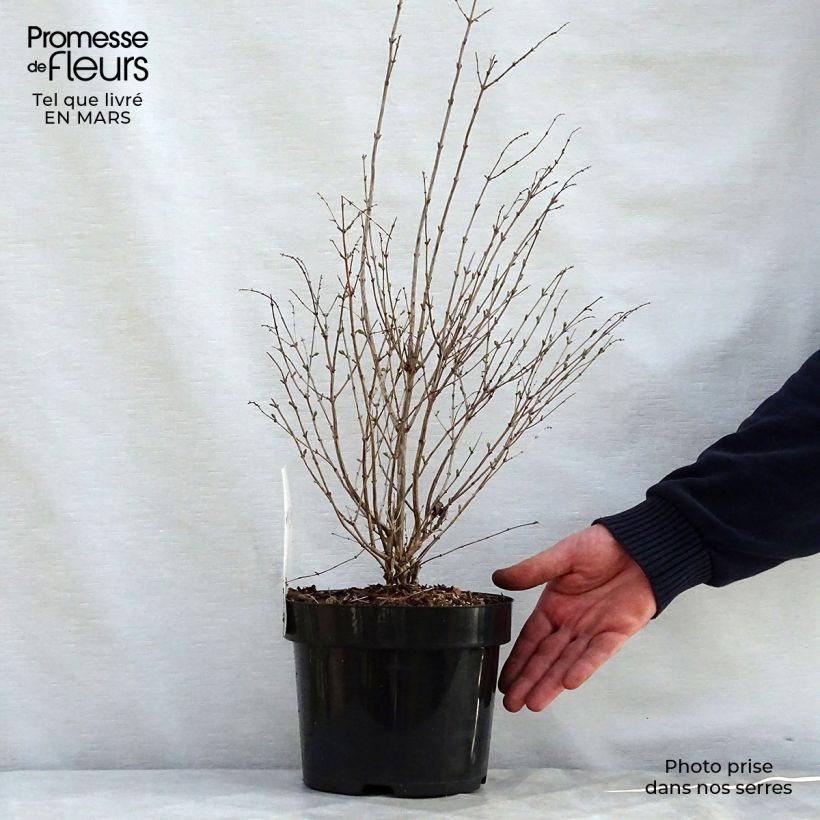 Amostra de Symphoricarpos doorenbosii Magical Galaxy Vaso de 3 L/4 L tal como entregue na primavera