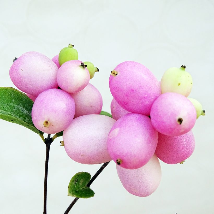 Symphoricarpos doorenbosii Mother of Pearl (Colheita)