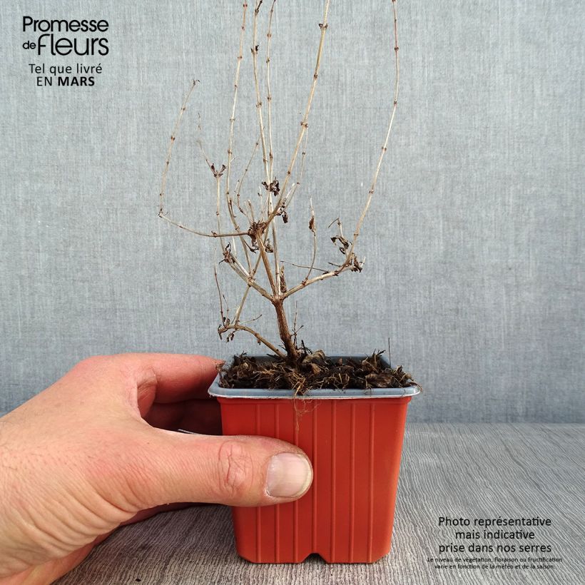 Amostra de Symphoricarpos doorenbosii Mother of Pearl Vaso de 8/9 cm tal como entregue no inverno