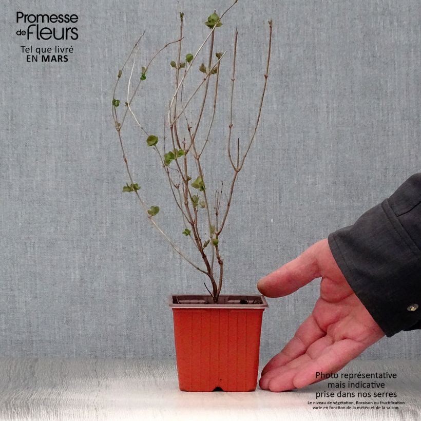 Amostra de Symphoricarpos doorenbosii Mother of Pearl Vaso de 8/9 cm tal como entregue na primavera