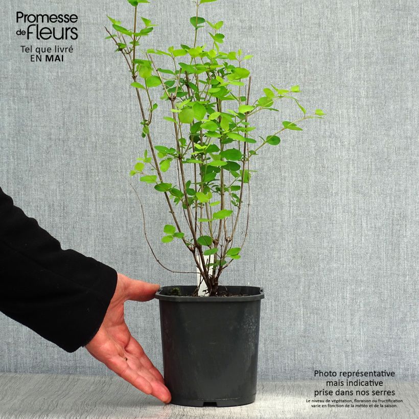 Amostra de Symphoricarpos doorenbosii Mother of Pearl Vaso de 2 L/3 L tal como entregue na primavera