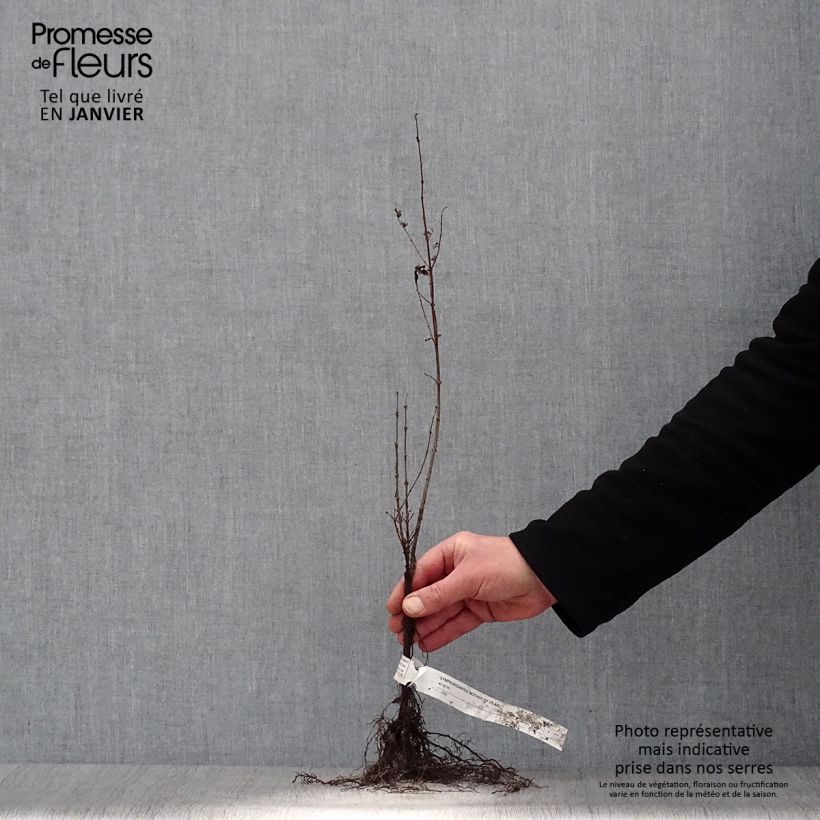 Amostra de Symphoricarpos doorenbosii Mother of Pearl Raízes nuas tal como entregue no inverno