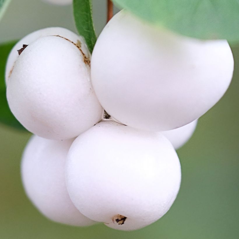 Symphoricarpos Arvid (Colheita)